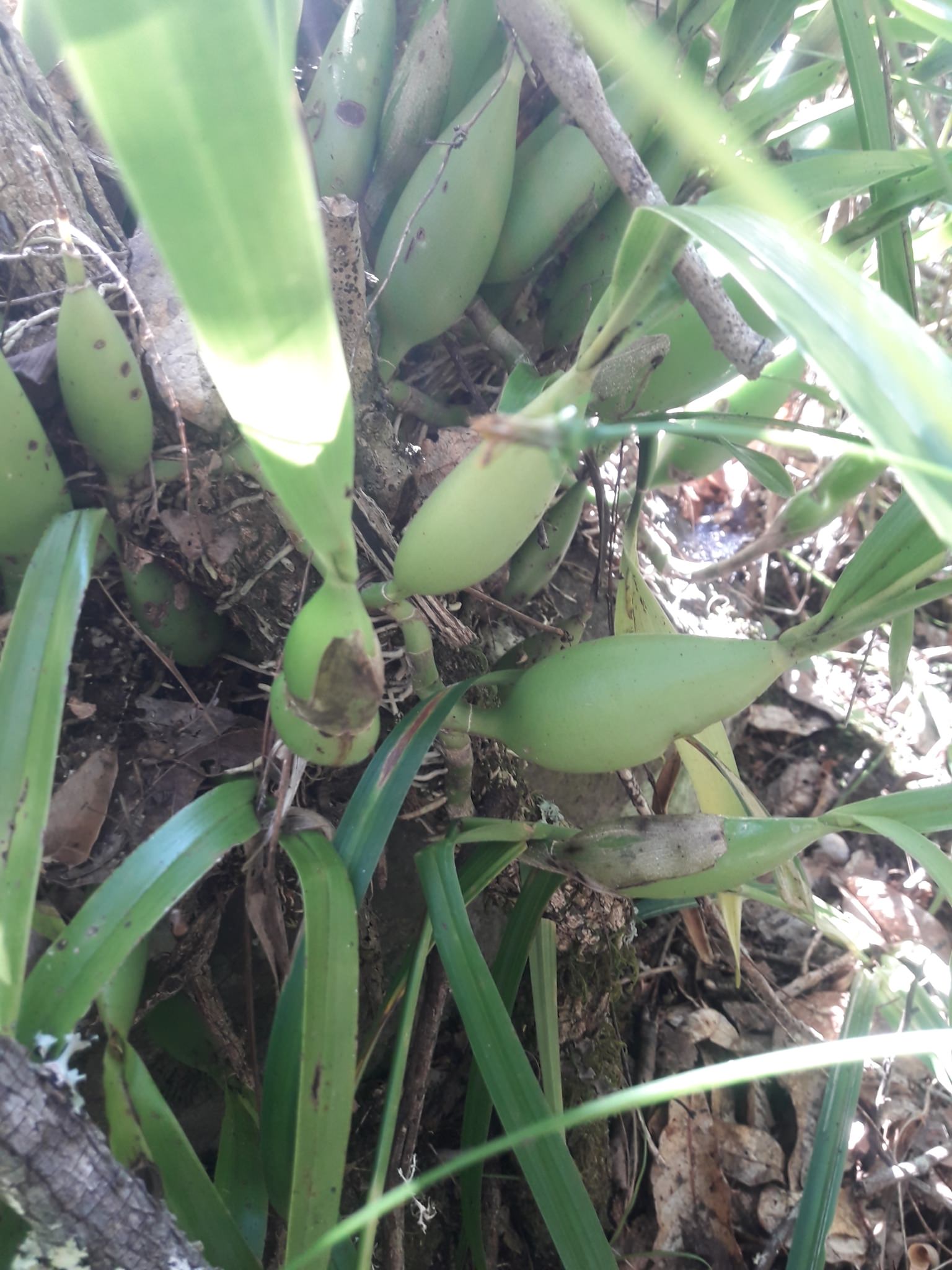 Prosthechea pterocarpa